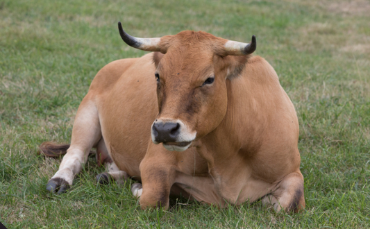 Introductie van het begaamde Galica vlees van Spaanse runderen