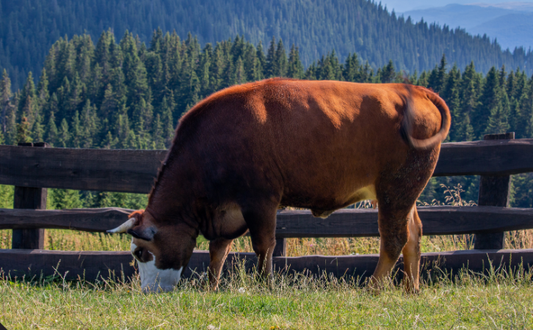 De verschillen tussen gras- en graangevoerd rundvlees